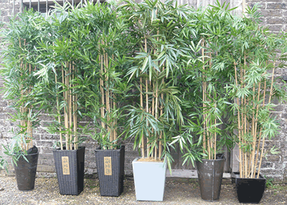 Chinese japanese bamboo plant hire events