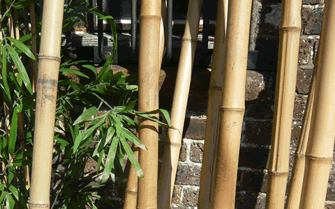 Bamboo poles for event Hire